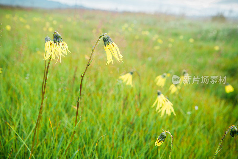 Cremanthodium Benth(垂头菊) growing in plain